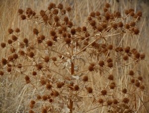 461-abrojos_thumb3-300x228.jpg